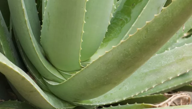 4_9bkctv9rxr4e.jpg 4_9bkctv9rxr4e.jpg